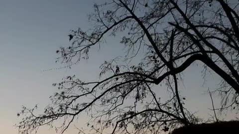 A group of beautiful birds fly in harmony❤