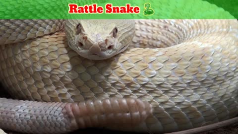 Rattle Snake Videos For Kids