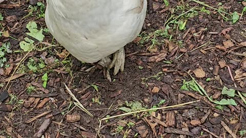 OMC! Whitey the shy chicken strolls through the Lilacs with friends!