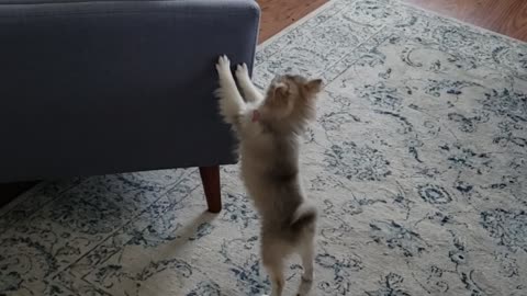 Fiesty mini husky puppy!