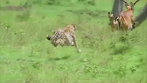 WORLD’S FASTEST ANIMALS FAIL! Grant’s Gazzele Take Down Cheetah With Horns, Lion Hunt Imapala Fail12