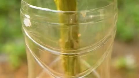 Propagate lemon tree by air layering using Aloe Vera 🎄