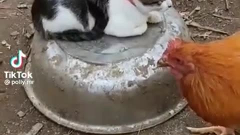 Cat vs chicken funny🤣😝😝