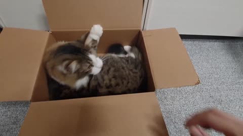 Cat saw the box and put off all his schedule