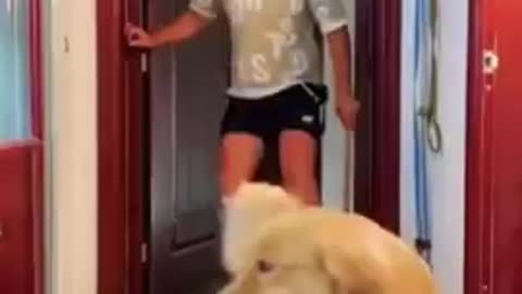 Funny dog videos 2022