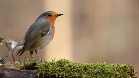 Nature Videos HD Yellow Bird Eating and Fly Away