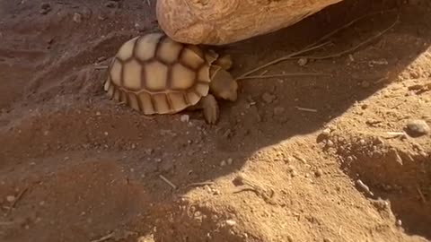 Big tortise loves baby tortise