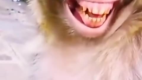 Very funny monkey 🐒 smile loke that