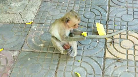 Funny video monkey 2023 Funny animals 2023 😺🐶 | XENOLAM