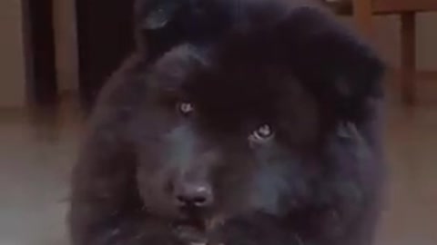 Cute and fluffy black puppies