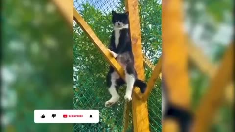 Funny cats 🤣 very funny kitten 🐈