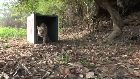 Animals Being FREED For The First Time!