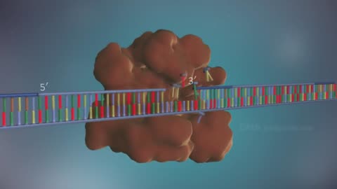 DNA replication - 3D