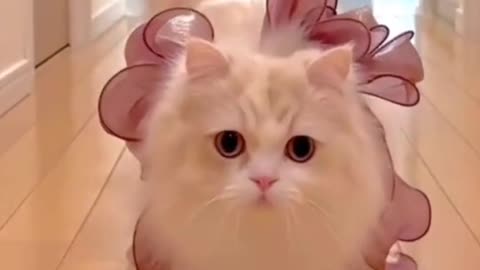 Cute baby cat walking video #cutr baby cat