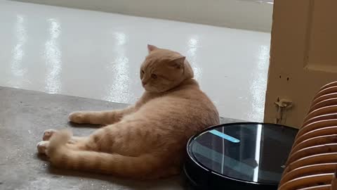 Cat Refuses to Move for Roomba