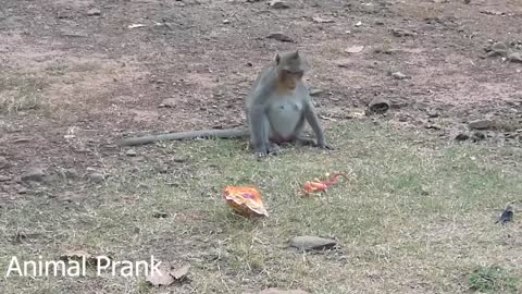 43.Fake Snake Prank Monkey So Funny - Try to Stop Laugh Fake Snake Prank Monkey