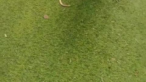 "Cuteness Overload: Playing with the Fluffiest Sheep Ever!"