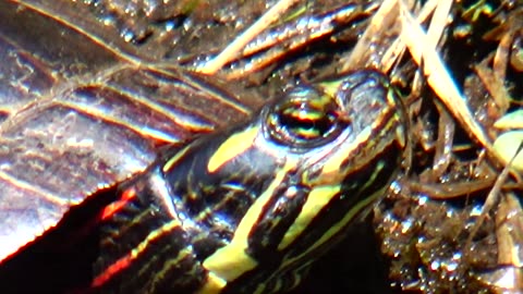 Painted Turtle