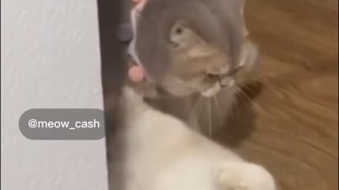 Video Funny Cats 56