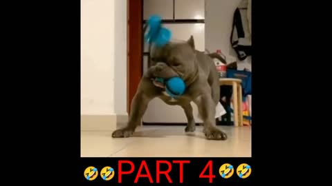 Funny Dog Comedy Video !! Dog Comedy Part 4 New 2022 !!