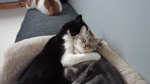 Cat Lovingly Hugs & Grooms Other Cat