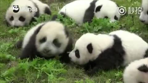 Cute_Baby_Panda_Videos_Compilation_