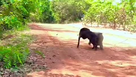 Monkey vs dog real fight | funny dog vs monkey video l funny video l comedy videos