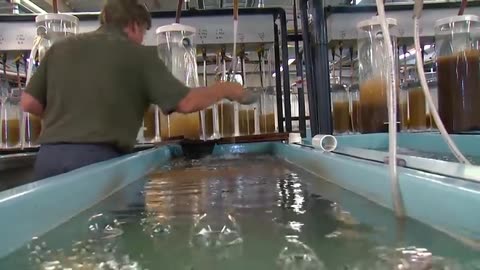 Modern catfish farming and harvesting - Catfish Processing in factory - Catfish aquaculture