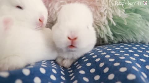 Cute Bunnies