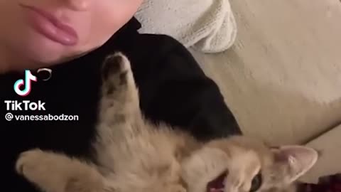 Funny Cats Tiktok Compilation