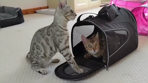 Bengal Kitten Siblings Reuniting