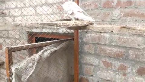 Beautifulpigeon breeder pair best flying