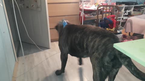 Funny parakeet and Beautiful Bullmastiff playing