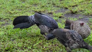 Kalij Pheasants Getting Some Goodies