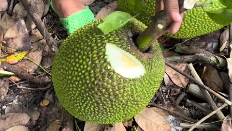 Jack fruit best fruit