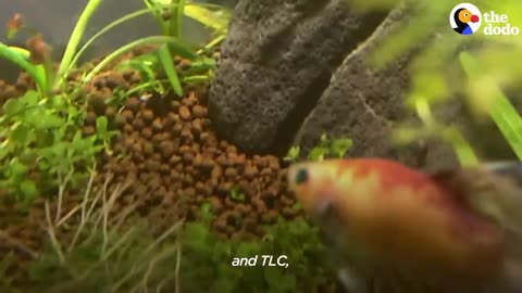 Dying Betta Fish Smiles at his Rescuer | The Dodo Little But Fierce