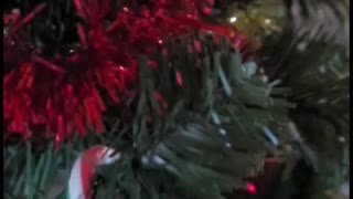 Cat in a Christmas Tree