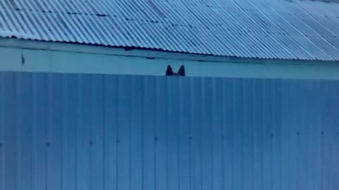 Dog On A Trampoline