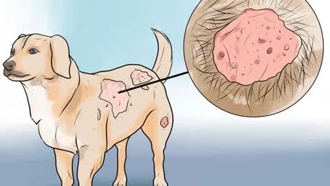 Identify Mange on Dogs