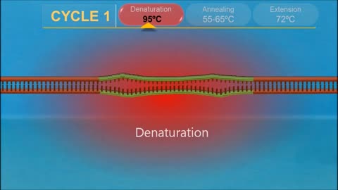 PCR - polymerase chain reaction