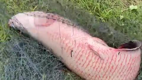 Amazing Cast Net Fishing Skills