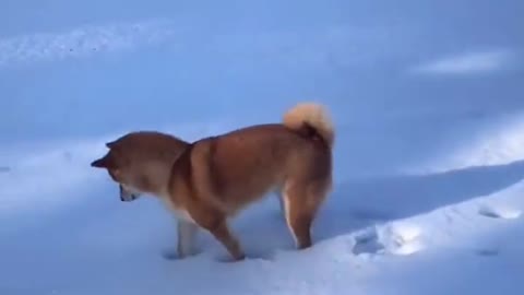 The firewood that sees snow for the first time looks like a silly roe deer