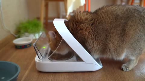 SureFeed® Microchip Pet Feeder