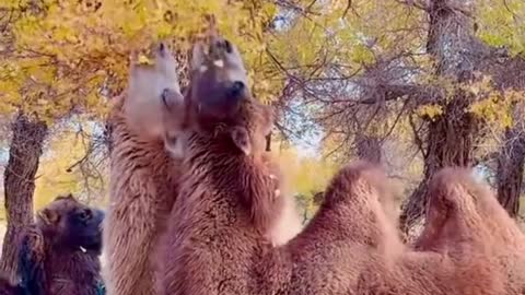 #funny #camels #foryou #tiktok #scenery