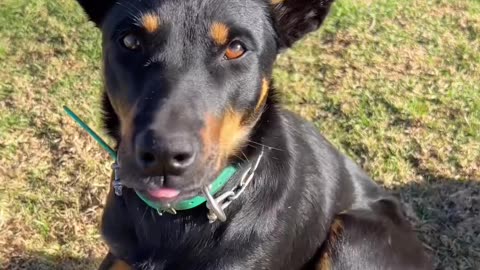 Farm dog round up!