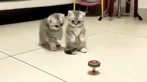 Cat's fun