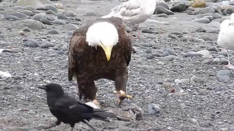 Bald Eagle Walking