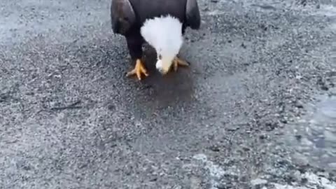 Bald eagles are massive and beautiful 🦅