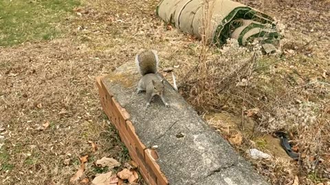 She's following behind me to get more pecans 😍