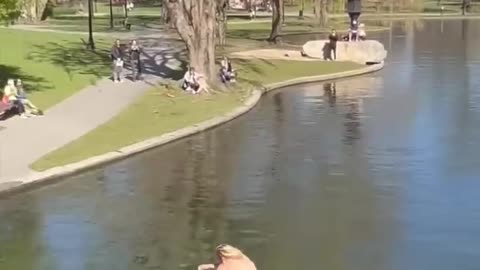 Skimboarding Across the Boston Commons Pond_!